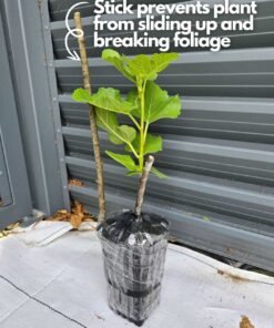 Alternative view of Yellow Long Neck Fig Tree