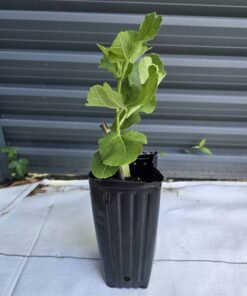 Alternative view of Black Madeira Fig Tree
