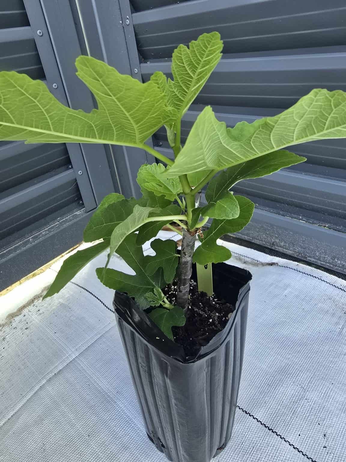 Black Madeira Fig Tree - Fig Freak