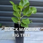 Black Madeira Fig Tree