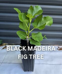 Black Madeira Fig Tree