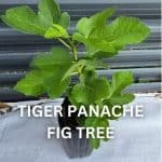 Tiger Panache Fig Tree