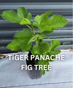 Tiger Panache Fig Tree