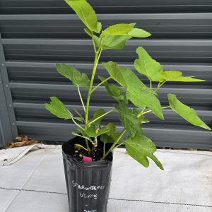 Strawberry Verte Fig Tree