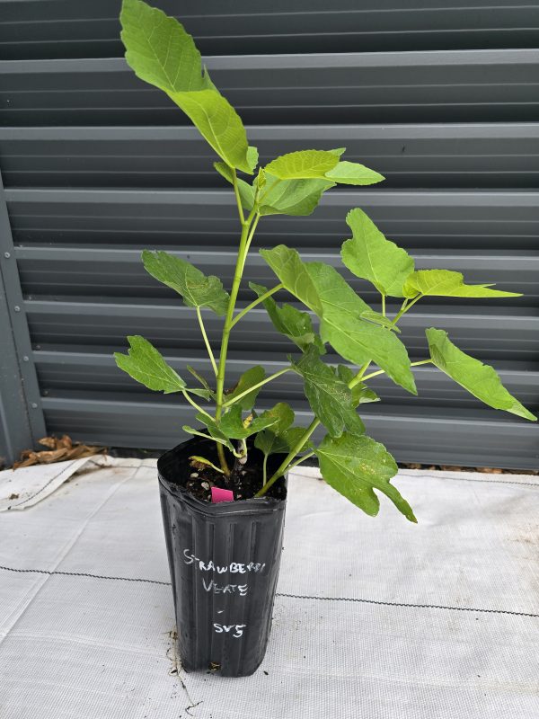 Strawberry Verte Fig Tree