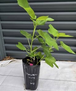 Strawberry Verte Fig Tree