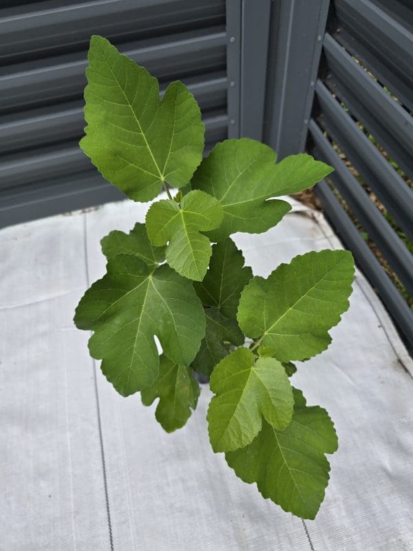 Strawberry Verte Fig Tree - Image 2