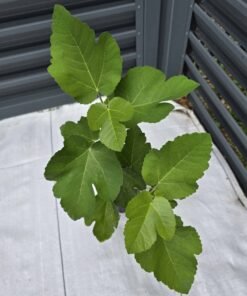 Alternative view of Strawberry Verte Fig Tree