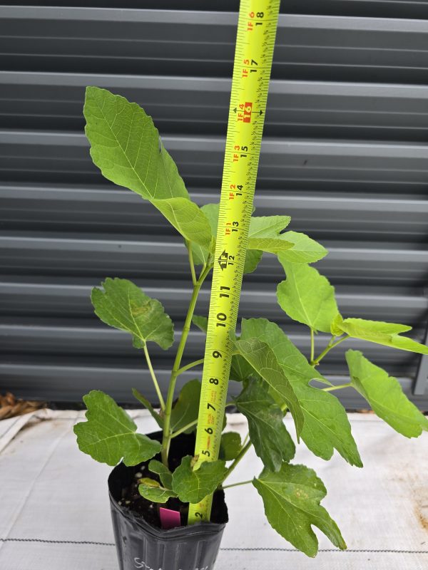 Strawberry Verte Fig Tree - Image 3