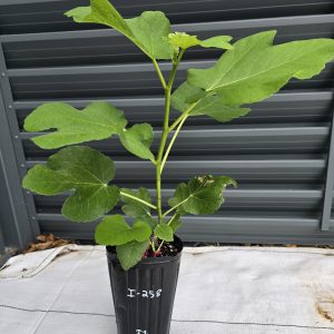 I-258 Fig Tree
