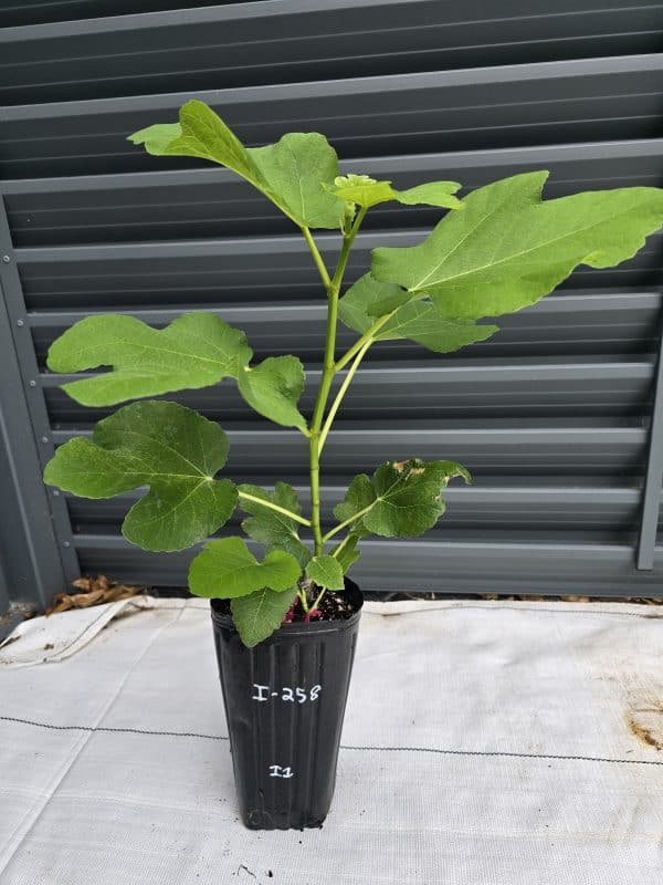 I-258 Fig Tree