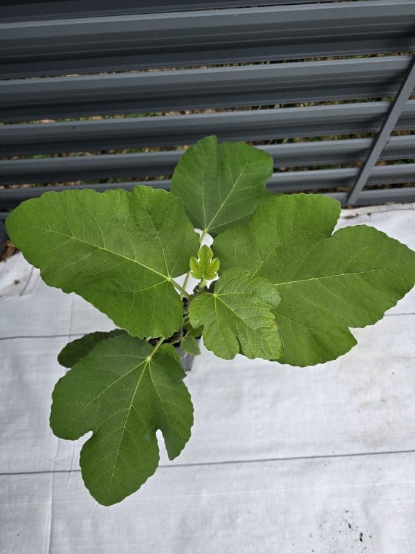 I-258 Fig Tree - Image 2