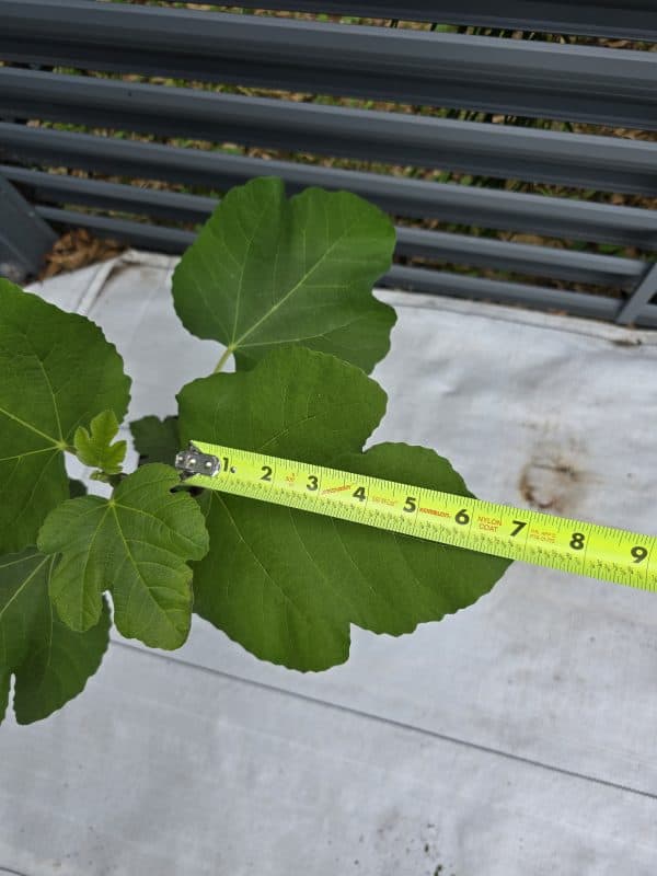 I-258 Fig Tree - Image 3