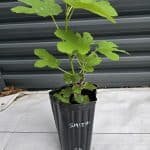 Smith Fig Tree