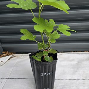 Smith Fig Tree
