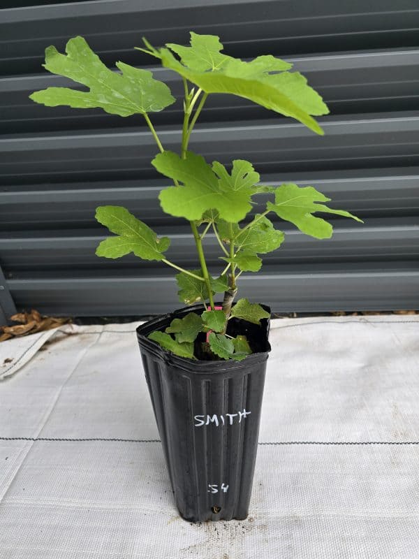 Smith Fig Tree