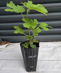 Smith Fig Tree