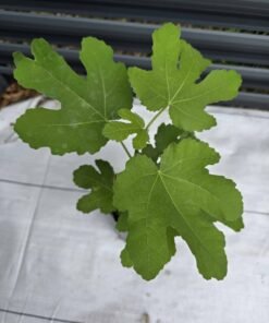 Alternative view of Smith Fig Tree