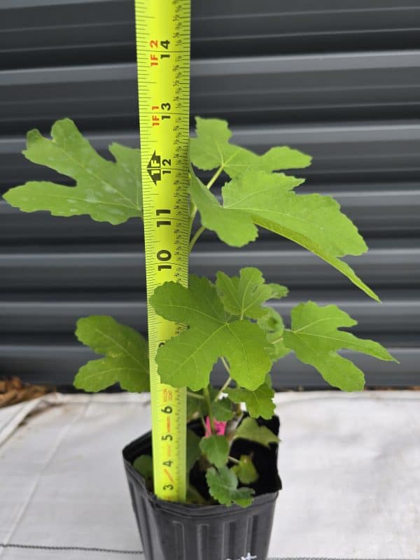 Smith Fig Tree - Image 3