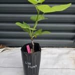 LSU Tiger Fig Tree