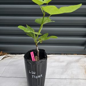 LSU Tiger Fig Tree