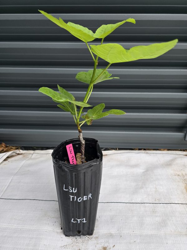 LSU Tiger Fig Tree