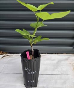 LSU Tiger Fig Tree