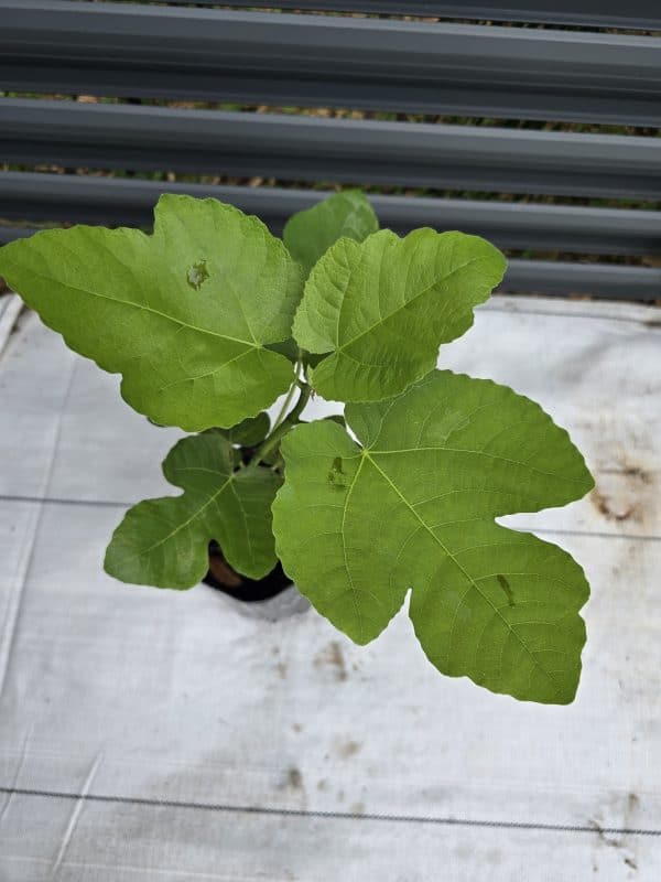 LSU Tiger Fig Tree - Image 2