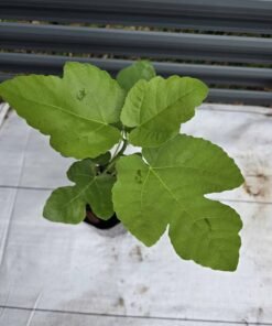 Alternative view of LSU Tiger Fig Tree