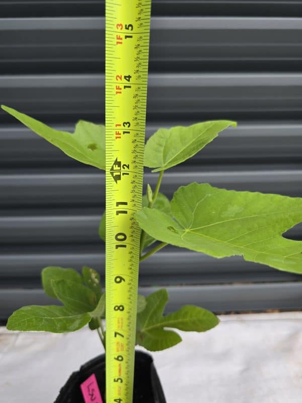 LSU Tiger Fig Tree - Image 3