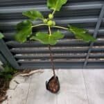 I-258 Fig Tree