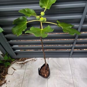 I-258 Fig Tree
