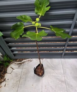 I-258 Fig Tree
