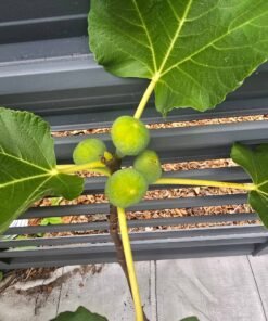Alternative view of I-258 Fig Tree