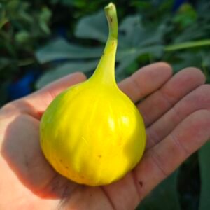 Yellow Long Neck Fig Tree