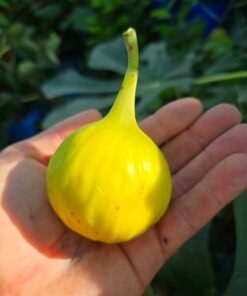 Yellow Long Neck Fig Tree