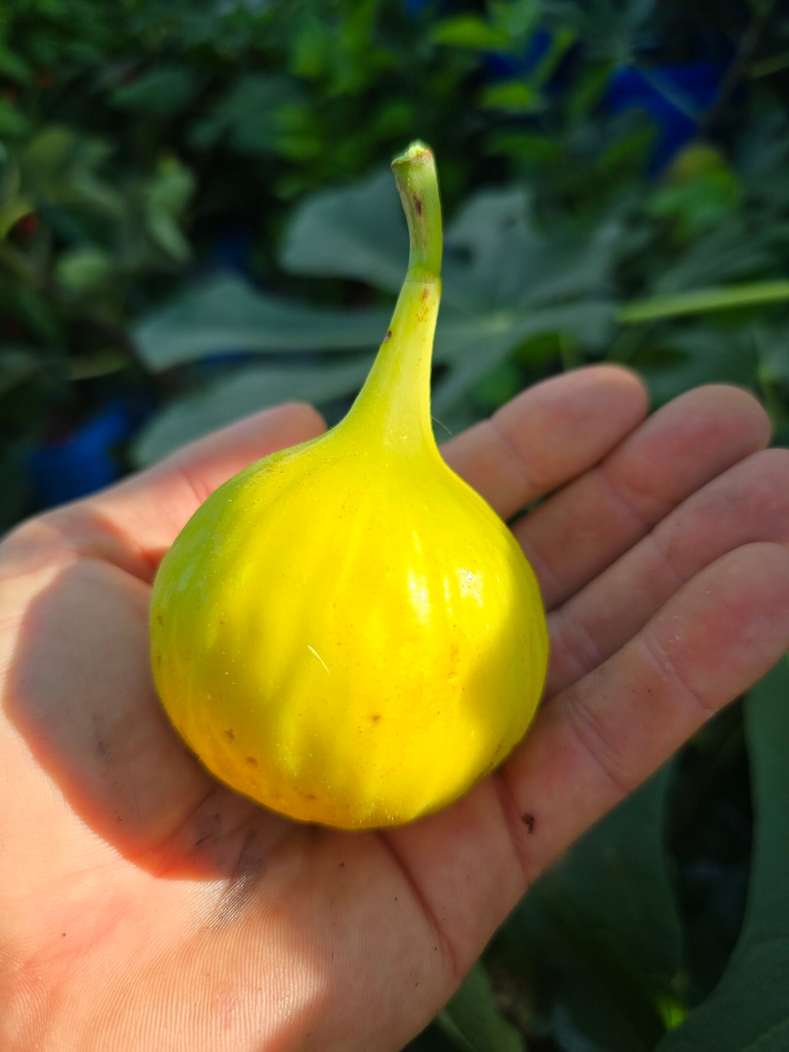 Yellow Long Neck Fig Tree