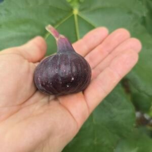 Cherry Cordial Fig Tree