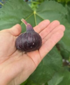 Cherry Cordial Fig Tree