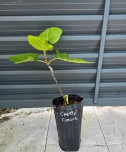 Alternative view of Cherry Cordial Fig Tree