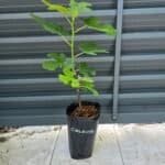 Celeste Fig Tree