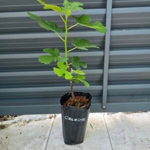 Celeste Fig Tree
