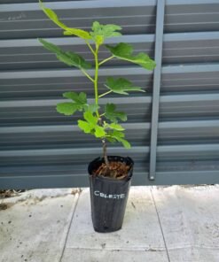 Celeste Fig Tree