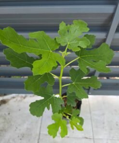 Alternative view of Celeste Fig Tree