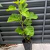 Kadota Fig Tree