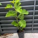 Kadota Fig Tree