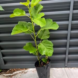 Kadota Fig Tree