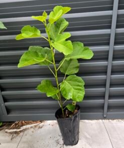 Kadota Fig Tree