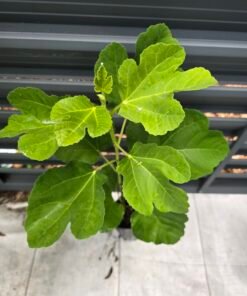 Alternative view of Kadota Fig Tree