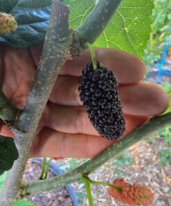 Alternative view of Austurkey Mulberry Tree